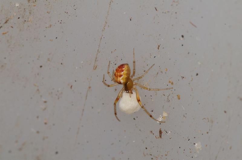 Theridion_ZZ630_D7871_Z_88_North Stradbroke island_Australie.jpg